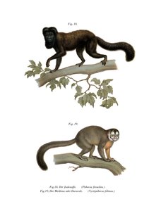Brown-backed Bearded Saki